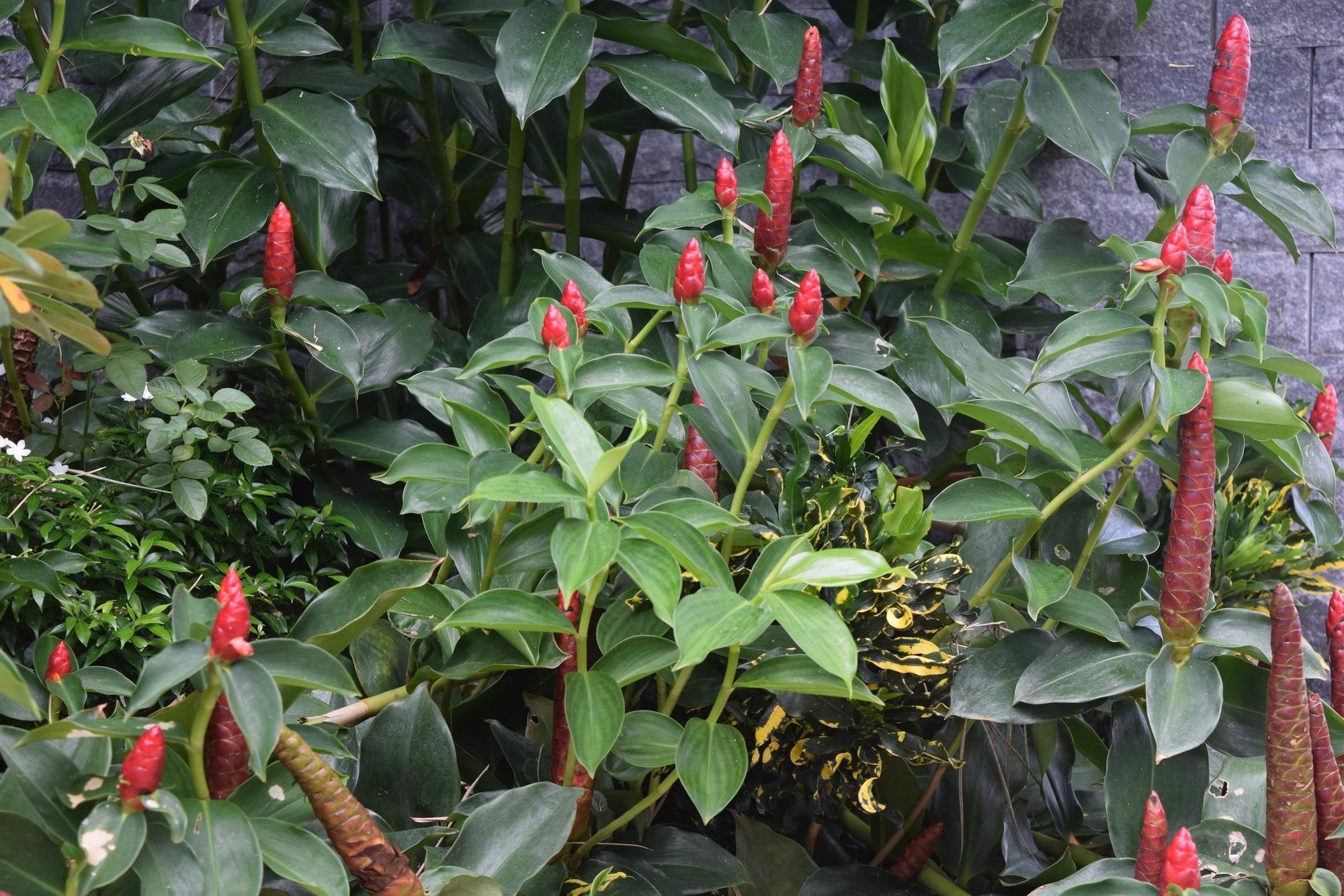 Orchid Guesthouse Phu Quoc Exteriör bild